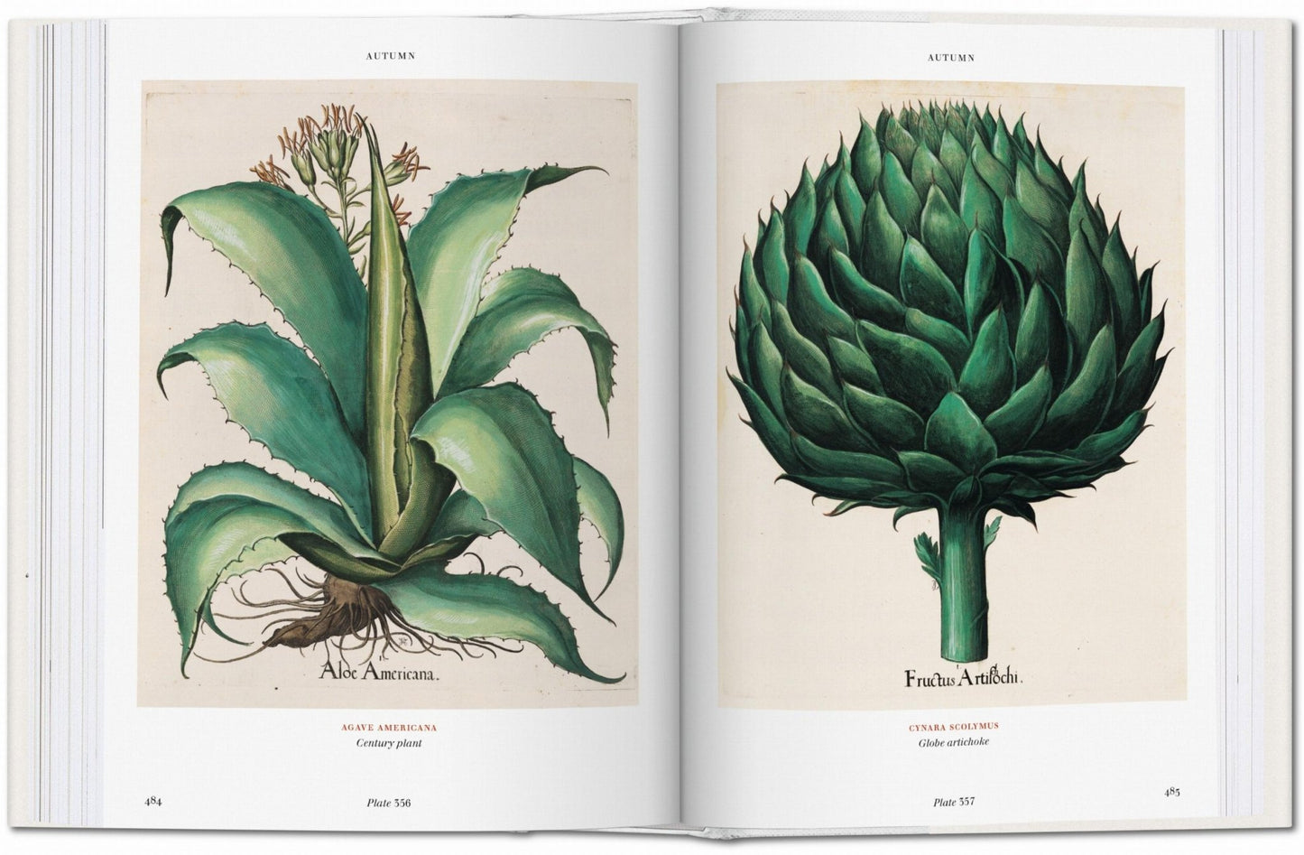 Basilius Besler. Florilegium. The Book of Plants (English) - mosswell.us