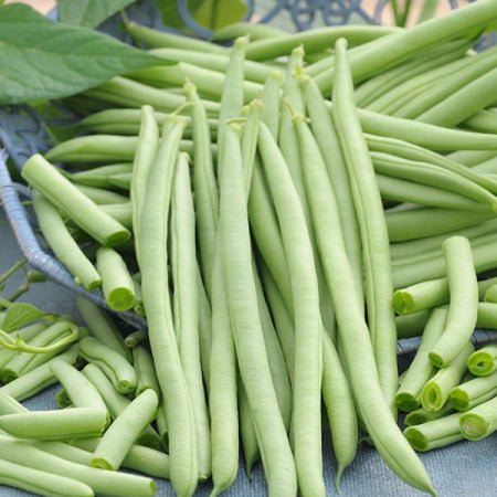 Beans - Venice (Bush) - mosswell.us