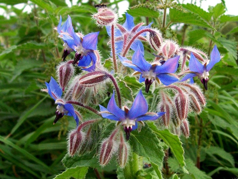 Borage - mosswell.us