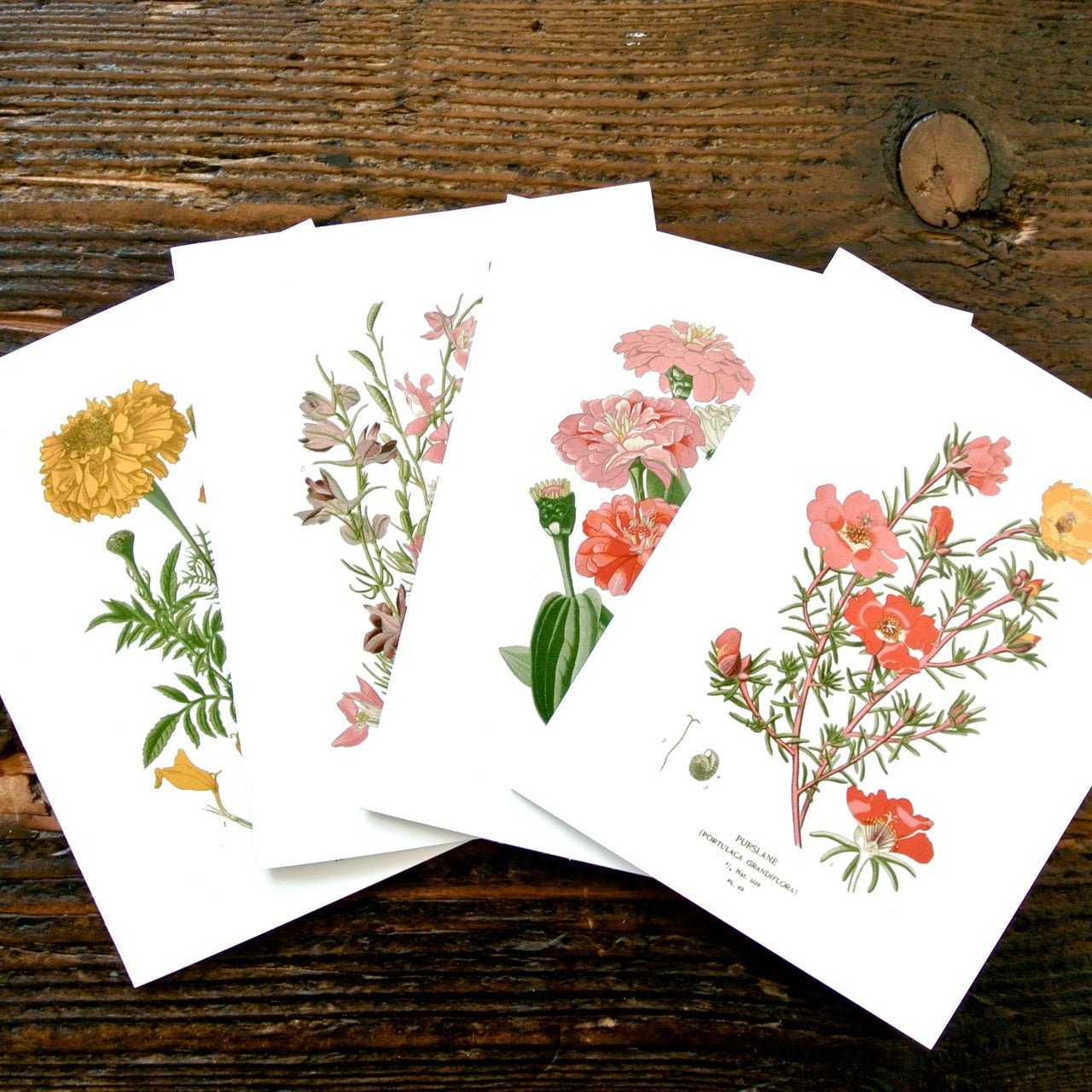 Botanical Greeting Cards (Set of 4) - mosswell.us