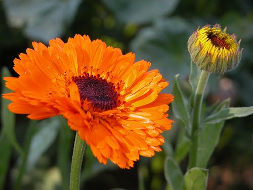Calendula - Pacific Beauty - mosswell.us