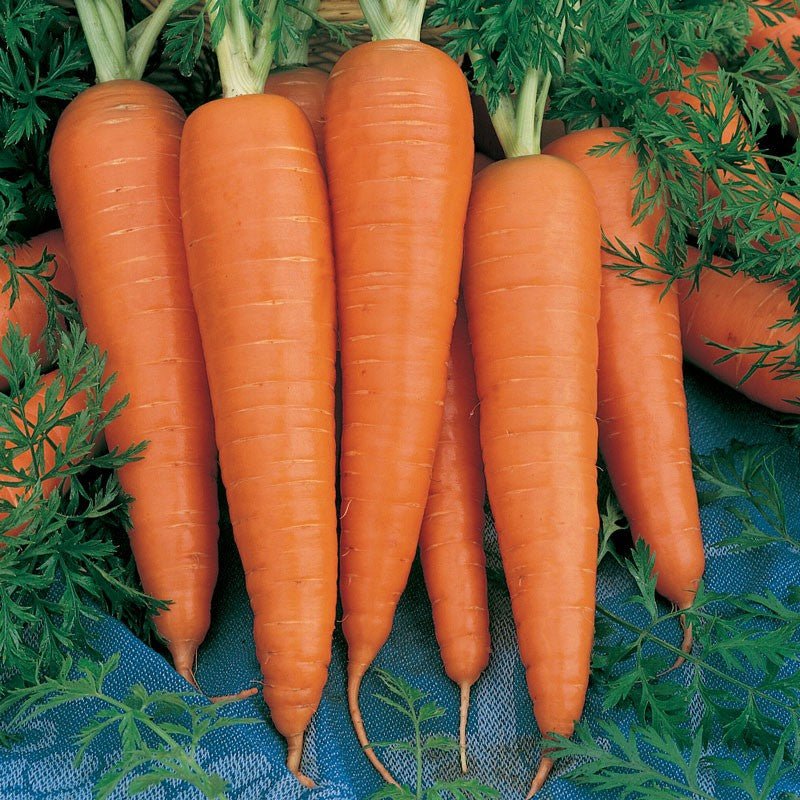 Carrots - Danver - mosswell.us