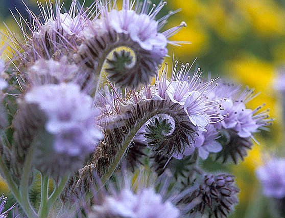 Lacy Phacelia - mosswell.us