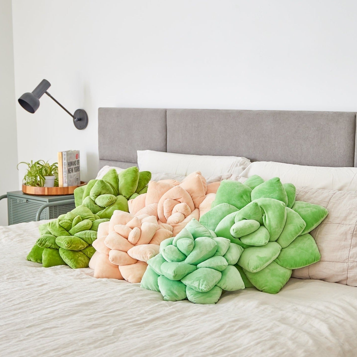 Lil' Pop Succulent® - Blush Peach - mosswell.us