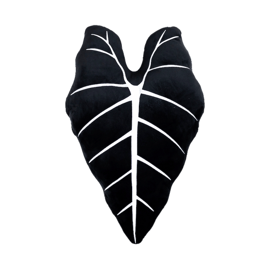 Alocasia Frydek - Obsidian - mosswell.us