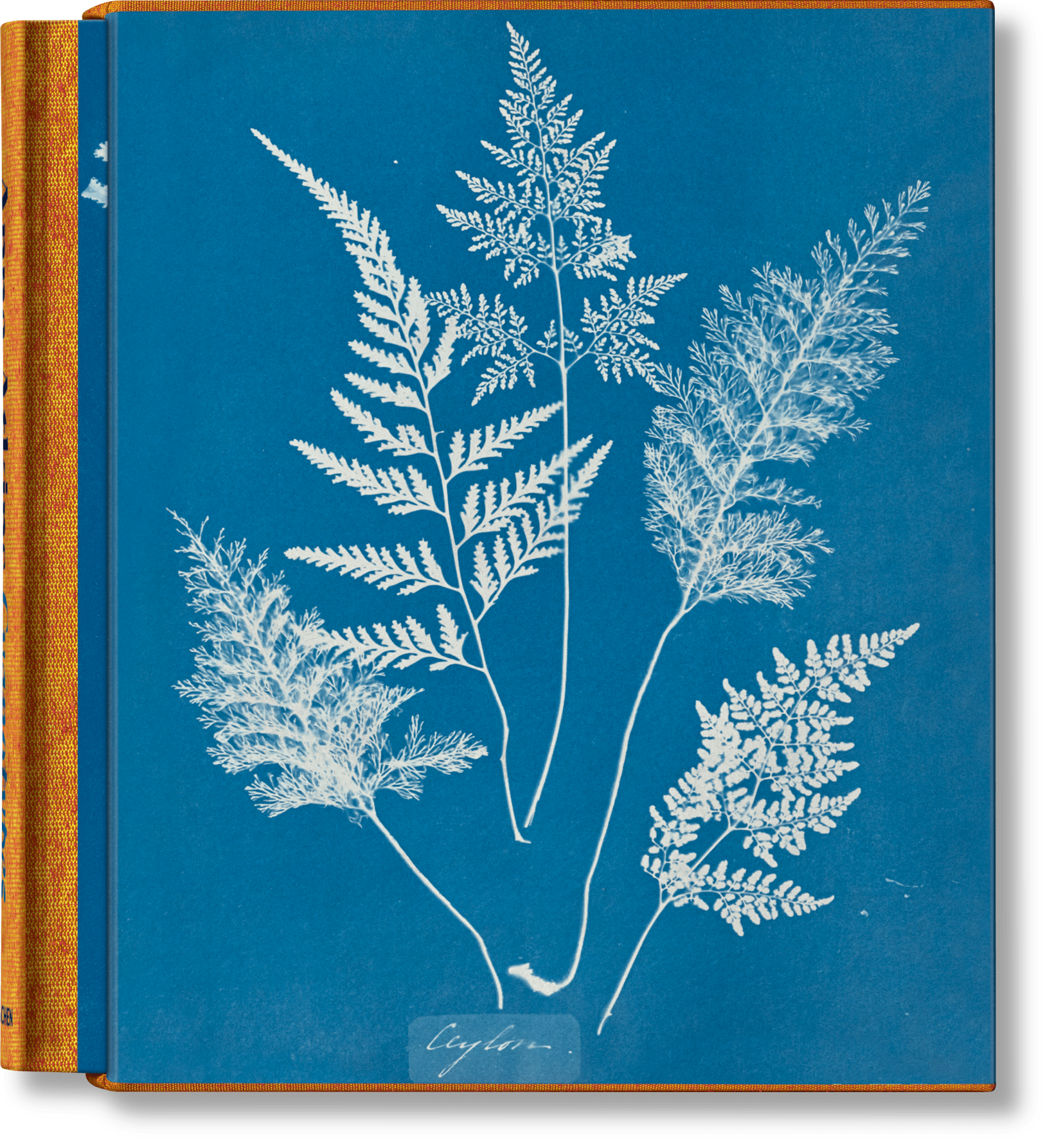 Anna Atkins. Cyanotypes (German, French, English) (FFE) - mosswell.us
