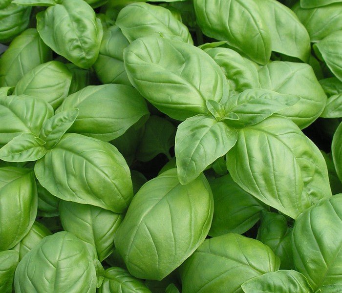 Basil - Italian Large Leaf - mosswell.us