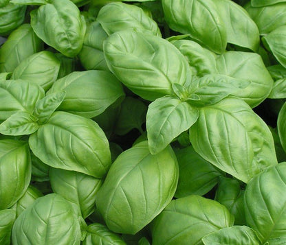 Basil - Italian Large Leaf - mosswell.us