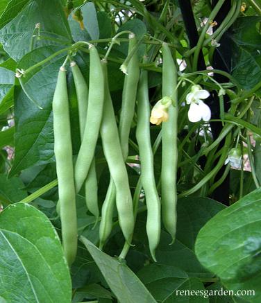 Beans - Blue Lake FM - 1 (Pole) - mosswell.us