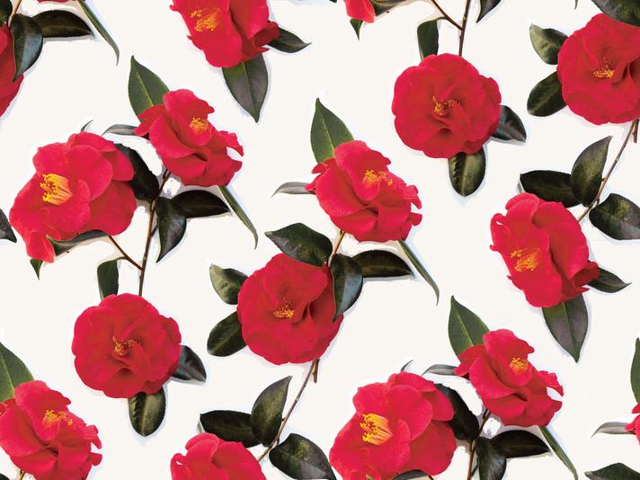 Camellia Wallpaper, white and red - mosswell.us