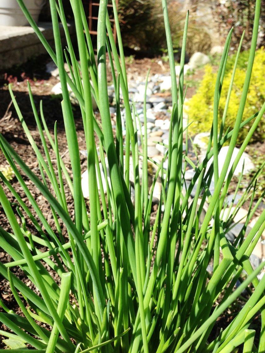 Chives - Onion - mosswell.us