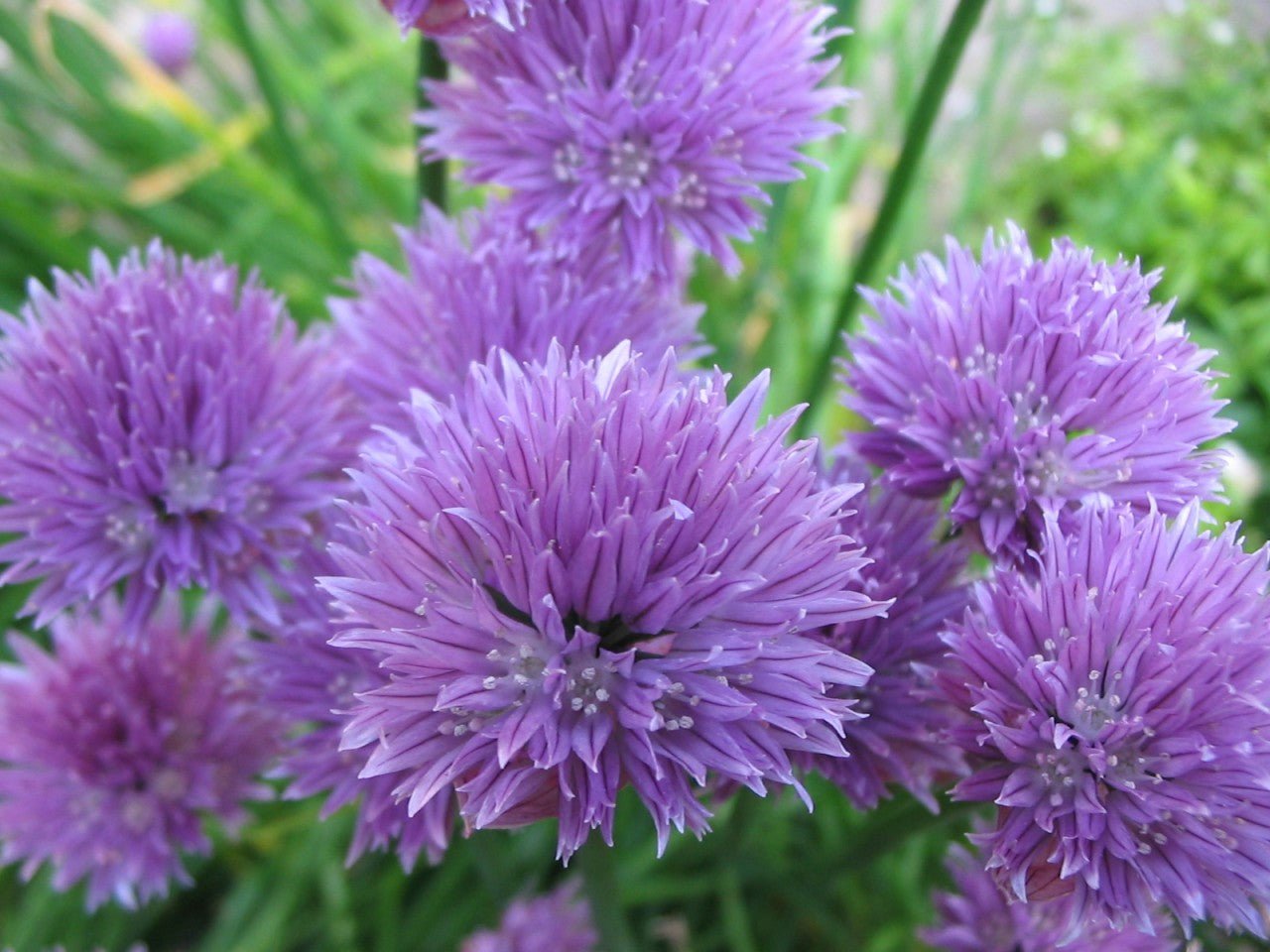 Chives - Onion - mosswell.us