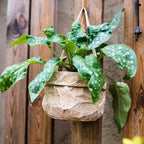 Craft Paper Bag Style Concrete Hanging Pot - mosswell.us