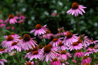 Echinacea Purpurea - mosswell.us