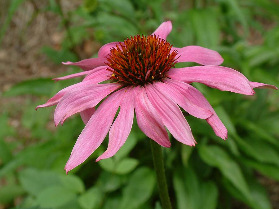 Echinacea Purpurea - mosswell.us