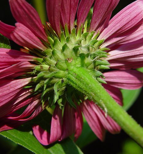 Echinacea Purpurea - mosswell.us
