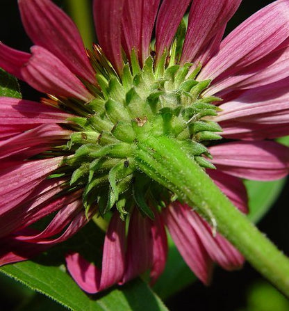 Echinacea Purpurea - mosswell.us