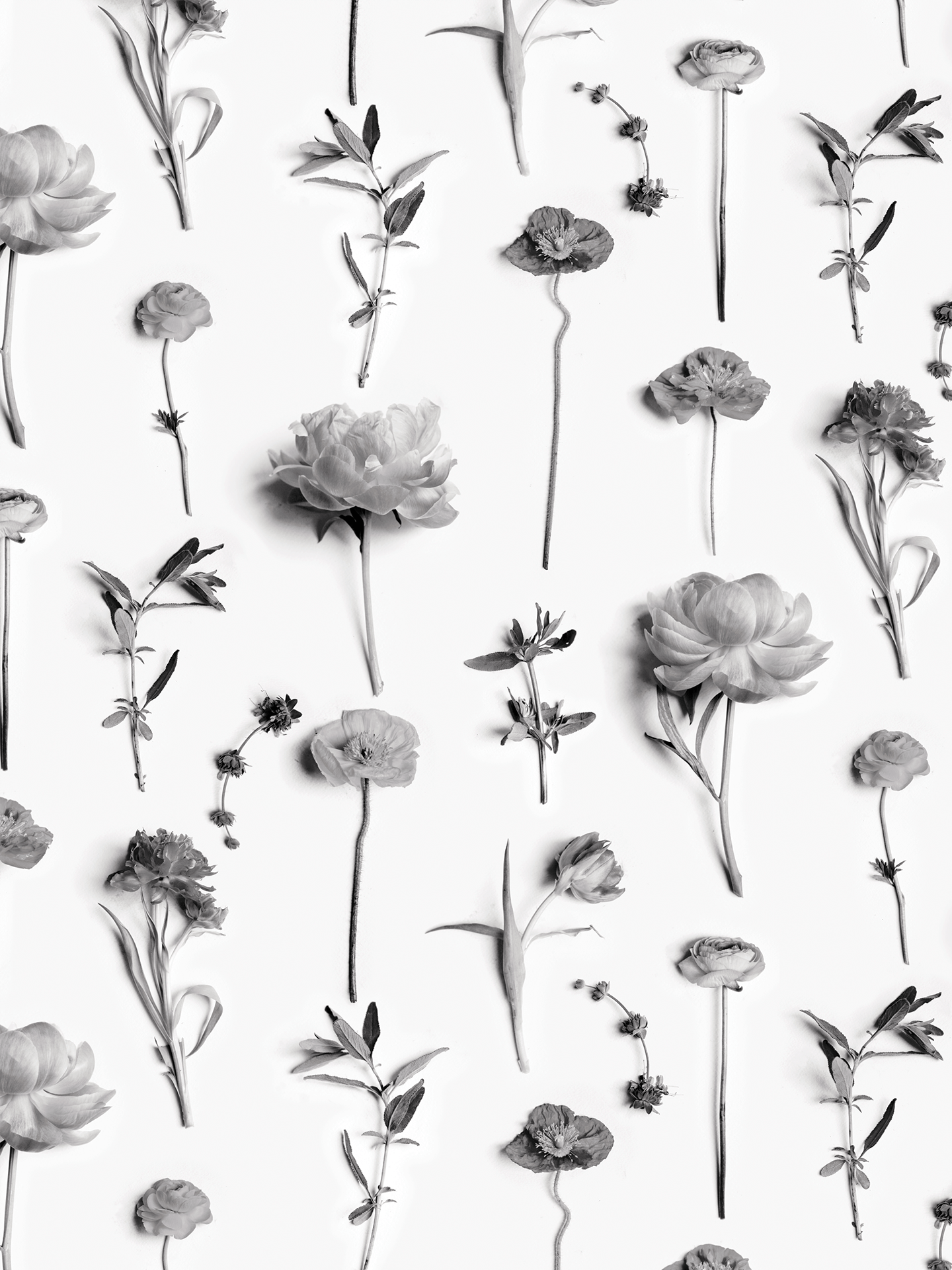 Fresh to Death Wallpaper, standard pattern, white and black - mosswell.us