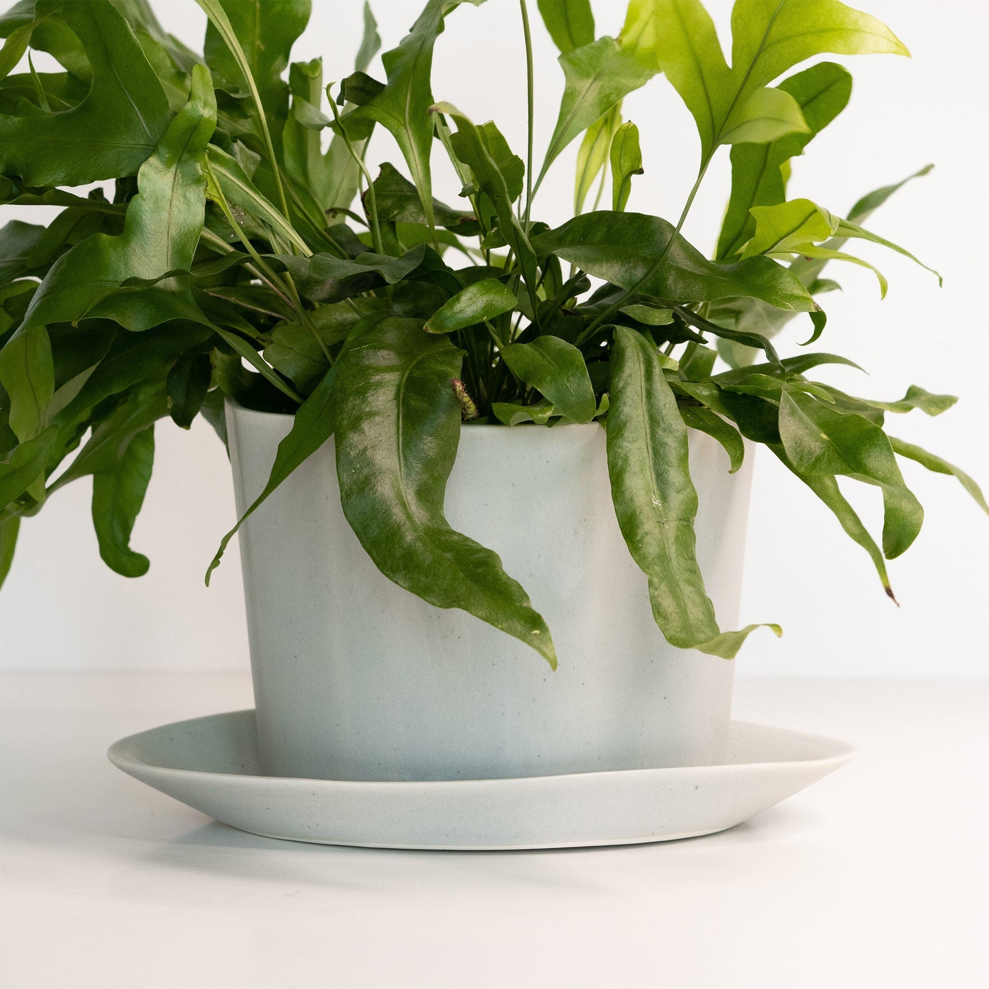 Geometric Oval Handmade Porcelain Planter - mosswell.us