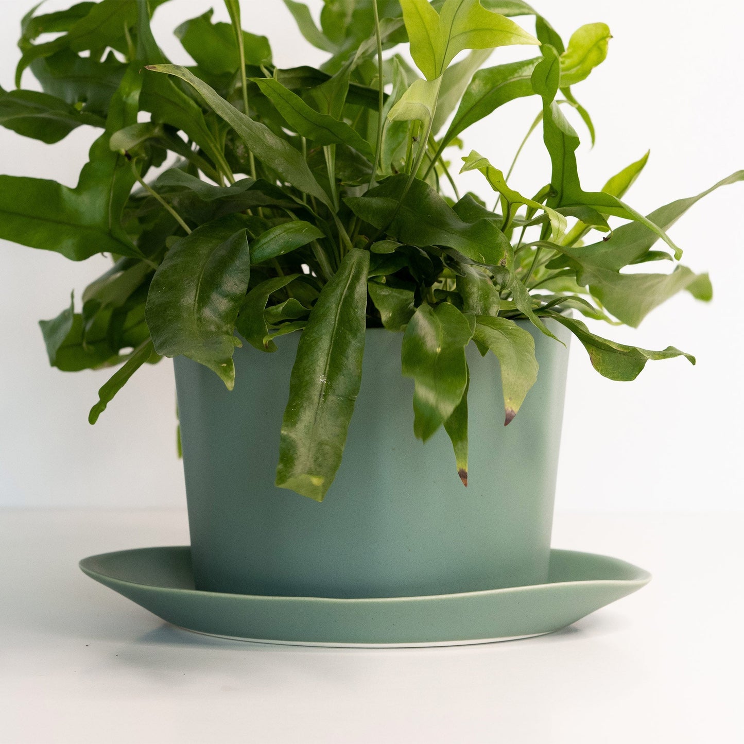 Geometric Oval Handmade Porcelain Planter - mosswell.us