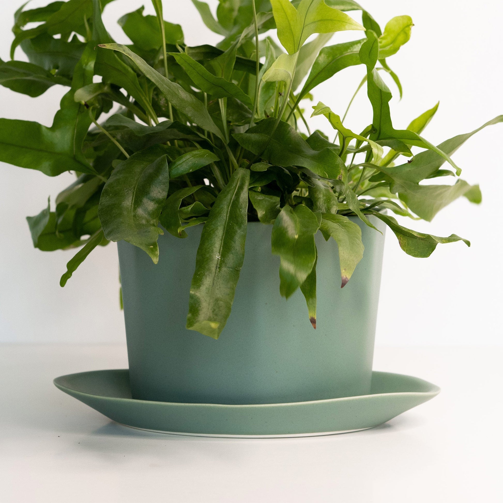 Geometric Oval Handmade Porcelain Planter - mosswell.us