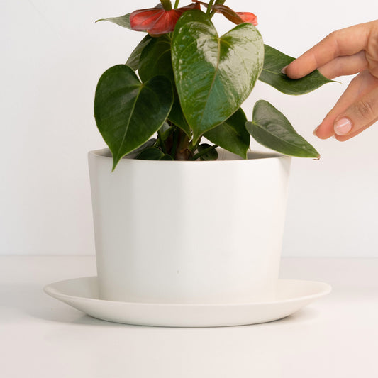 Geometric Oval Handmade Porcelain Planter - mosswell.us