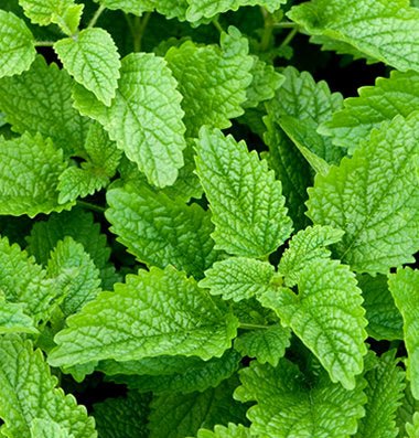 Lemon Balm - mosswell.us