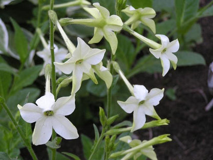 Nicotiana - Jasmine Scented - mosswell.us