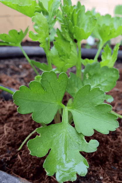 Parsley - Dark Green Italian Flat Leaf - mosswell.us