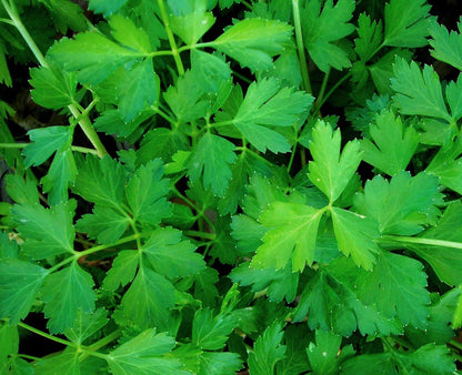 Parsley - Dark Green Italian Flat Leaf - mosswell.us