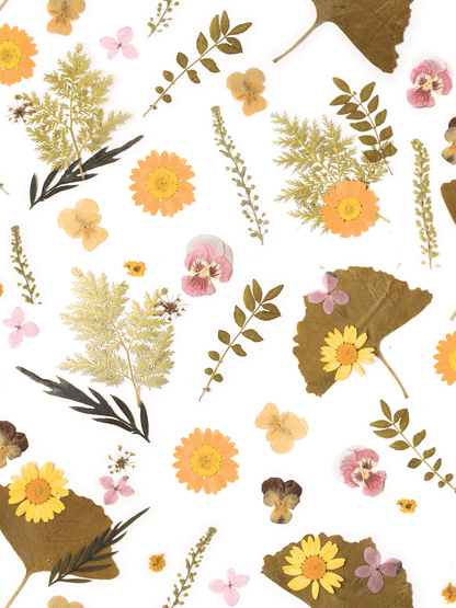 Pressed Fresh Version 01 Wallpaper, orange and pink - mosswell.us